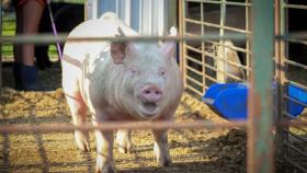 Европейские учёные научились определять эмоции свиней